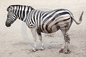 Chapman`s zebra Equus quagga chapmani.