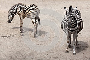 Chapman`s zebra Equus quagga chapmani.