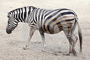 Chapman`s zebra Equus quagga chapmani.