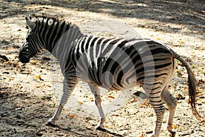 Chapman`s zebra, Equus quagga chapmani