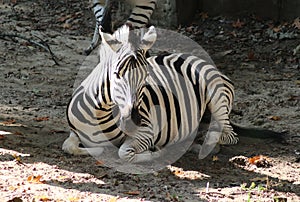 Chapman`s zebra, Equus quagga chapmani