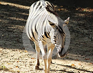 Chapman`s zebra, Equus quagga chapmani