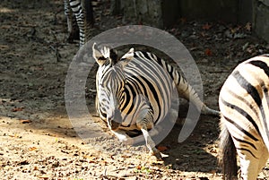 Chapman`s zebra, Equus quagga chapmani