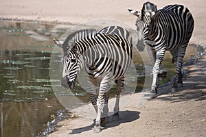 Chapman`s zebra Equus quagga chapmani