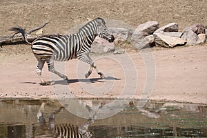 Chapman`s zebra Equus quagga chapmani