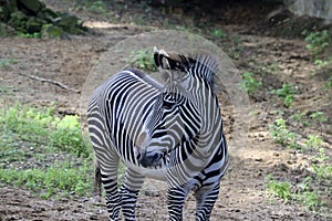 The Chapman\'s zebra (Equus quagga chapmani