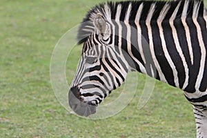 Chapman's Zebra (Equus quagga chapmani)