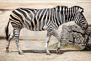 Chapman's zebra (Equus quagga chapmani).