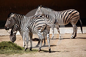 Chapman's zebra (Equus quagga chapmani).