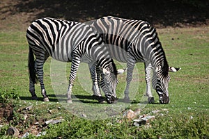 Chapman's zebra (Equus quagga chapmani).