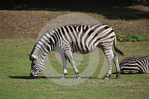 Chapman's zebra (Equus quagga chapmani).