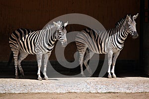 Chapman's zebra (Equus quagga chapmani).