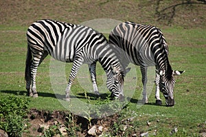 Chapman's zebra (Equus quagga chapmani).