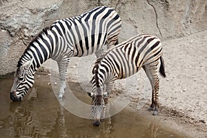 Chapman`s zebra Equus quagga chapmani