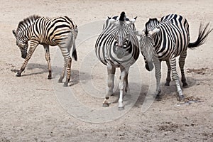 Chapman`s zebra Equus quagga chapmani