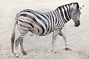 Chapman`s zebra Equus quagga chapmani