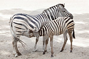 Chapman`s zebra Equus quagga chapmani.