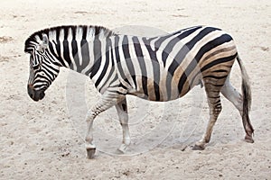 Chapman`s zebra Equus quagga chapmani