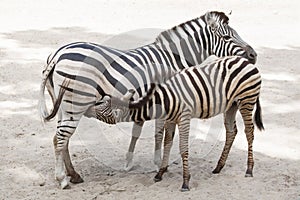 Chapman`s zebra Equus quagga chapmani.