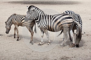 Chapman`s zebra Equus quagga chapmani