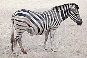 Chapman`s zebra Equus quagga chapmani.