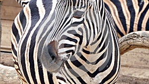 Chapman's zebra (Equus quagga chapmani).