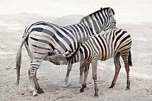 Chapman`s zebra Equus quagga chapmani.