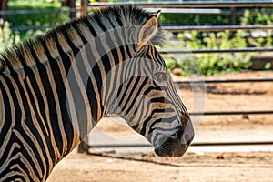 Chapman's zebra (Equus quagga chapmani), head