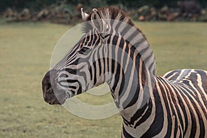 Chapman`s zebra, Equus quagga chapmani, plains zebra with pattern of black and white stripes. Portrait