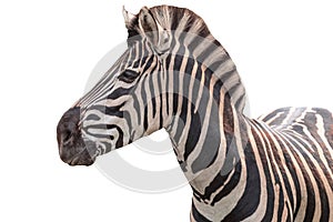 Chapman`s zebra, Equus quagga chapmani, plains zebra with pattern of black and white stripes. Portrait Isolated