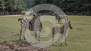 Chapman`s zebra, Equus quagga chapmani, plains zebra with pattern of black and white stripes. Zebra with baby graze in the meadow