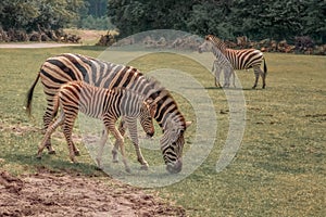 Chapman`s zebra, Equus quagga chapmani, plains zebra with pattern of black and white stripes. Zebra with baby graze in the meadow