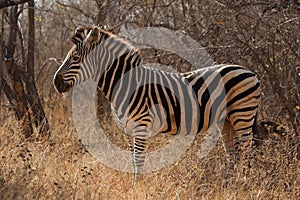 The Chapman`s zebra Equus quagga chapmani is standing in the yellow dry grass with bush in background