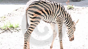 The Chapman`s zebra Equus quagga chapmani is a subspecies of the plains zebra