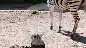 The Chapman`s zebra Equus quagga chapmani is a subspecies of the plains zebra. Baby zebra