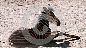 The Chapman`s zebra Equus quagga chapmani is a subspecies of the plains zebra. Baby zebra