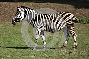 Chapman's zebra (Equus quagga chapmani).