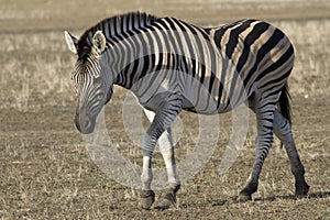 Chapman's zebra that goes through the steppe