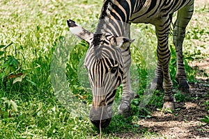 Chapman`s Zebra, a large ungulate animal from the horse family. Striped black and white color close-up