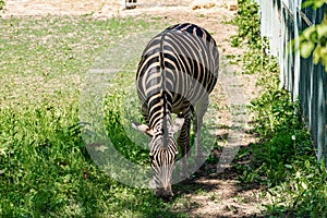 Chapman`s Zebra, a large ungulate animal from the horse family. Striped black and white color close-up. Living