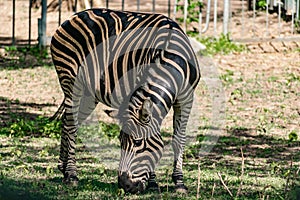 Chapman`s Zebra, a large ungulate animal from the horse family. Striped black and white color close-up. Living