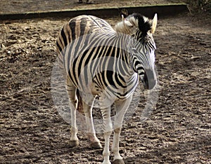 Chapman zebra