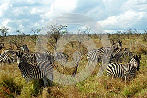 Chapman-zebras, Kruger National Park, South African Republic