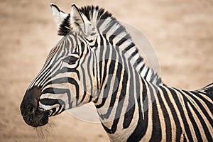 Chapmans Zebra Equus quagga chapmani.