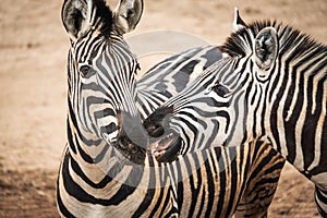 Chapmans Zebra Equus quagga chapmani.