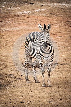 Chapmans Zebra Equus quagga chapmani.