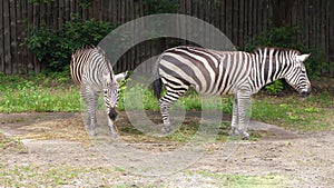 Chapmans zebra, Equus quagga chapmani, a subspecies of the Burchellidae African herbivore.