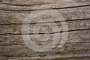 Chapped oak wood texture photo