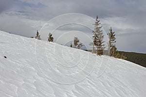 Chapped spruce on the way to the top of the highest mountain Mount Hoverla- Ukraine winter