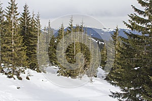 Chapped spruce on the way to the top of the highest mountain Mount Hoverla- Ukraine winter